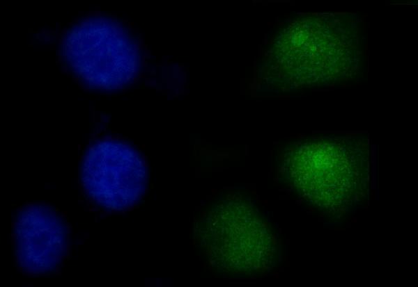 m00938 2 ptpn6 primary antibodies if testing 6