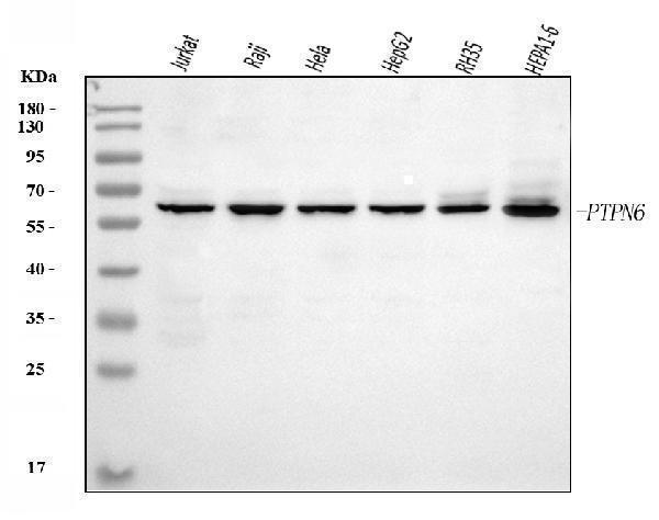  Western blot analysis of SHP1/PTPN6 using anti-SHP1/PTPN6 antibody (M00938-2)