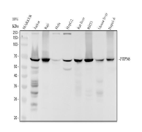 m00938 ptpn6 primary antibodies wb testing 1_1