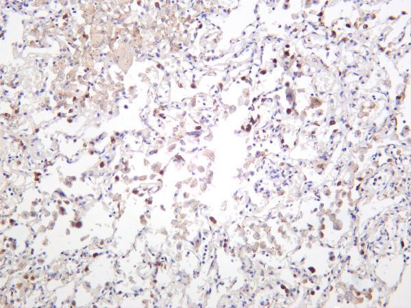 m00941 2 fasn primary antibodies ihc testing 2