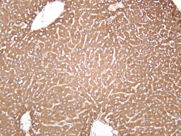 m00941 2 fasn primary antibodies ihc testing 3