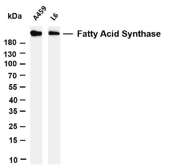 m00941 2 fasn primary antibodies wb testing 5
