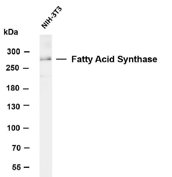 m00941 2 fasn primary antibodies wb testing 6