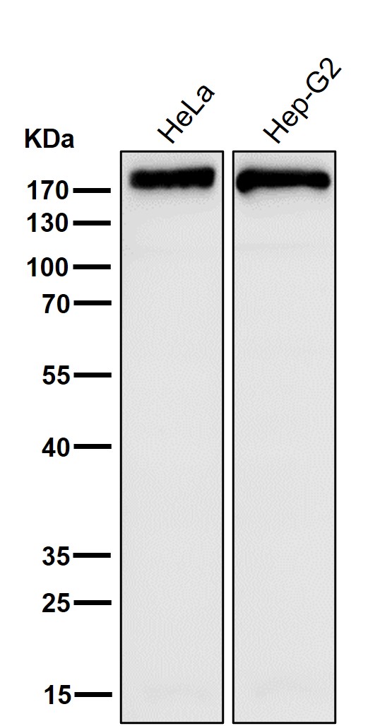 m00941 wb7