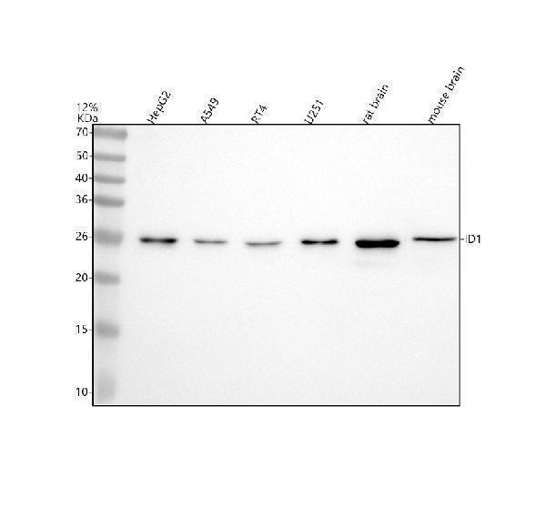 m00945 id1 primary antibodies wb testing 1