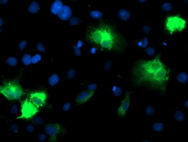 m00947 1 anti cytochrome p450 2a6 cyp2a6 mouse monoclonal antibody clone id oti2a8 if testing 5