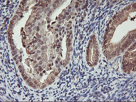 m00947 anti cytochrome p450 2a6 cyp2a6 mouse monoclonal antibody clone id oti1d2 ihc testing 5
