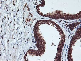 m00947 anti cytochrome p450 2a6 cyp2a6 mouse monoclonal antibody clone id oti1d2 ihc testing 6