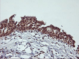 m00947 anti cytochrome p450 2a6 cyp2a6 mouse monoclonal antibody clone id oti1d2 ihc testing 7