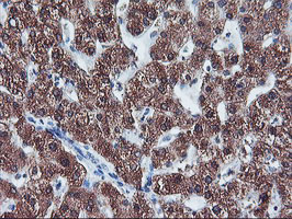 m00947 anti cytochrome p450 2a6 cyp2a6 mouse monoclonal antibody clone id oti1d2 ihc testing 9
