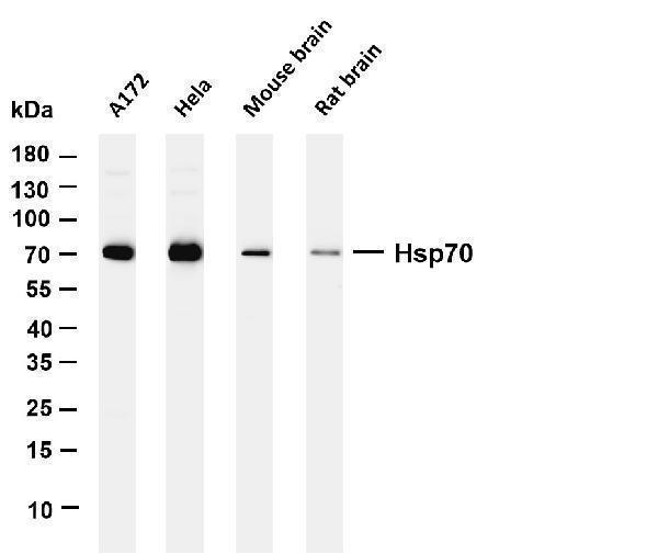m00949 3 hsp70 primary antibodies wb testing 1