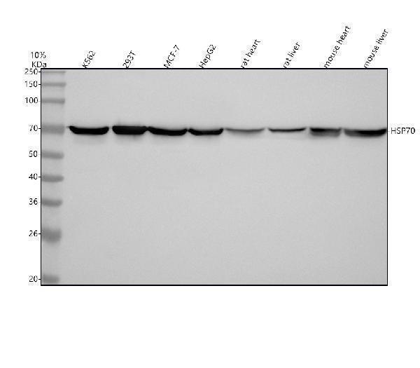  Western blot analysis of Hsp70 using anti-Hsp70 antibody (M00949)