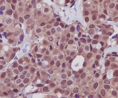 m00949 ihc