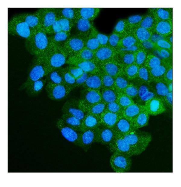 m00951 1 igf2r primary antibodies if testing 4