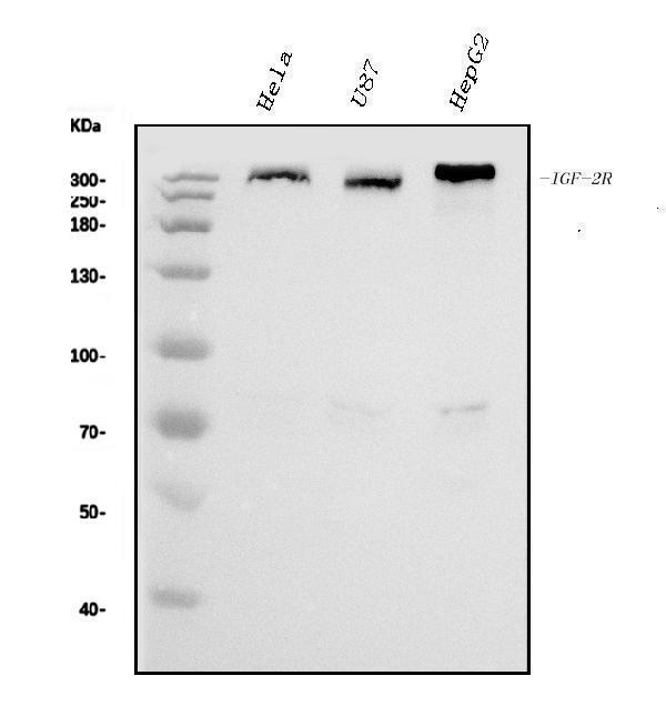  Western blot analysis of IGF2R using anti-IGF2R antibody (M00951-1)