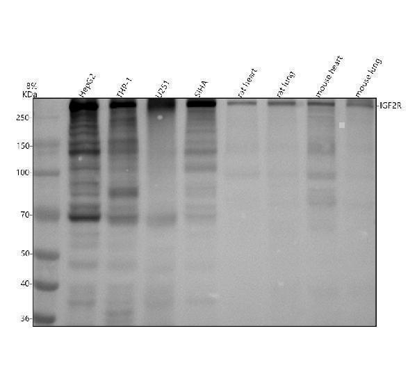 m00951 igf2r primary antibodies wb testing 1
