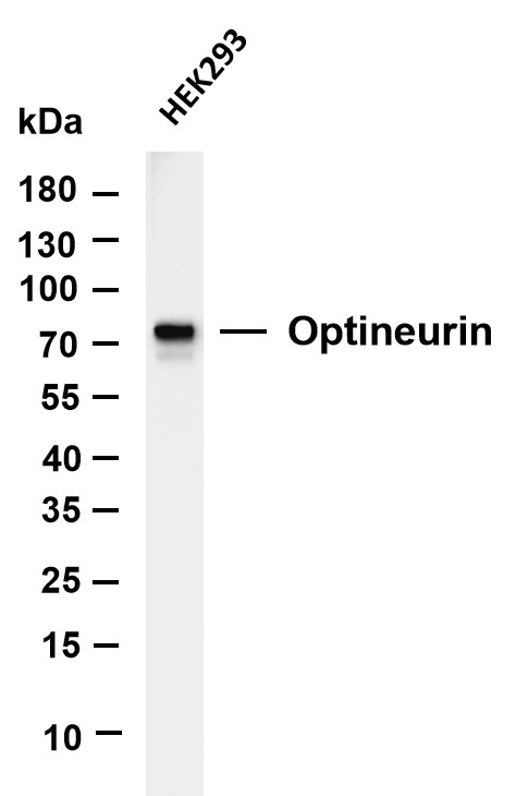 m00952 2 optn primary antibodies wb testing 4