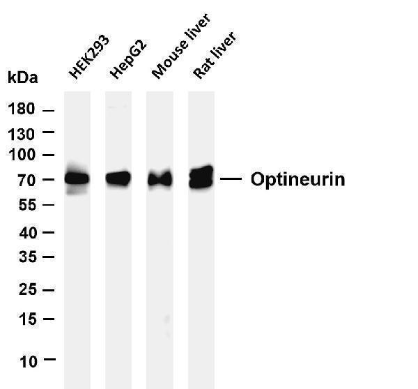 m00952 2 optn primary antibodies wb testing 5