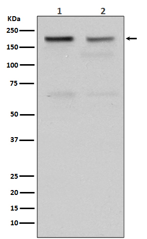 Western blot analysis of Topoisomerase II alpha expression in (1) HeLa cell lysate; (2) Jurkat cell lysate