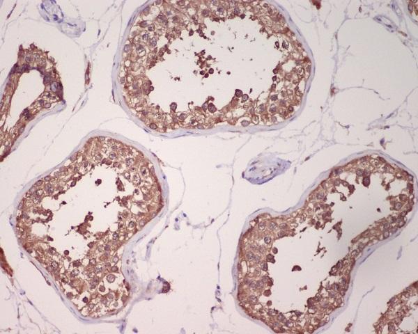 Immunohistochemical analysis of paraffin-embedded human testis, using GRP78 BiP Antibody