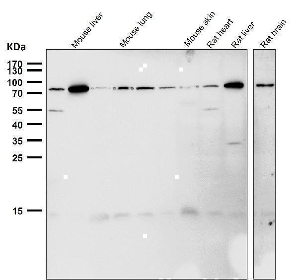 All lanes use the Antibody at 1:1K dilution for 1 hour at room temperature