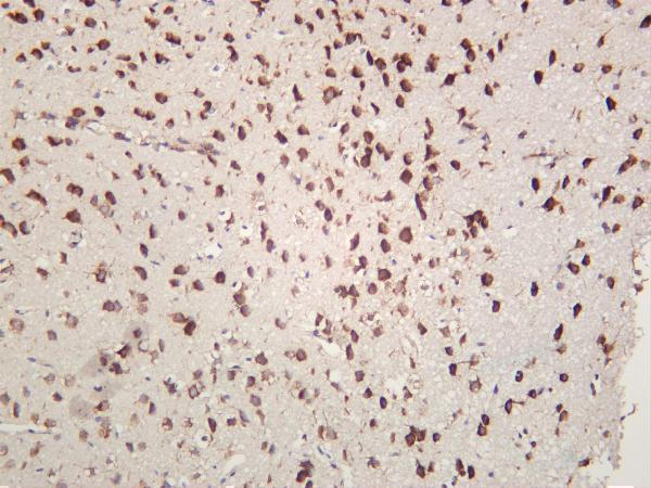 Rat brain was stained with anti-GRP78/BiP rabbit antibody