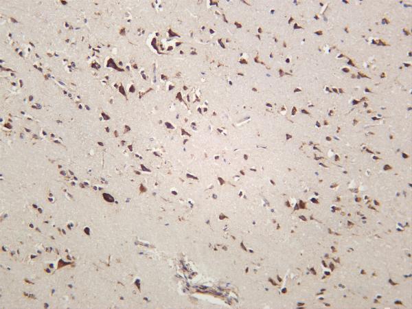 Human brain was stained with anti-GRP78/BiP rabbit antibody