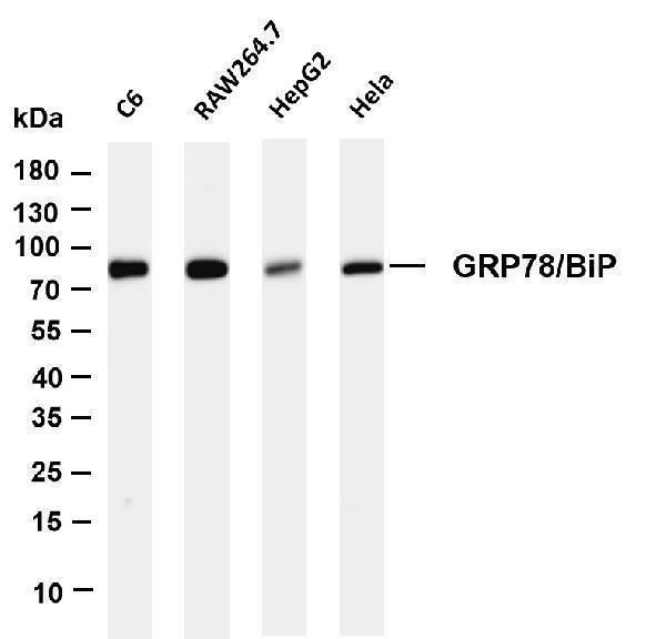 m00955 4 hspa5 primary antibodies wb testing 1