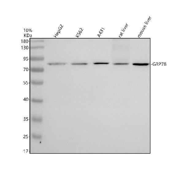 m00955 5 hspa5 primary antibodies wb testing 1