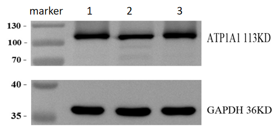 m00956 atp1a1 primary antibodies wb review 1