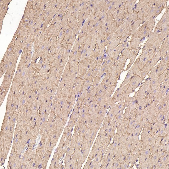 m00956 ihc8