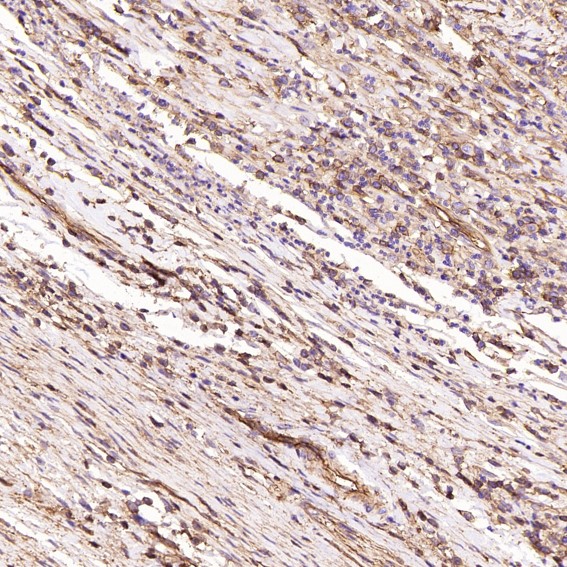m00956 ihc9