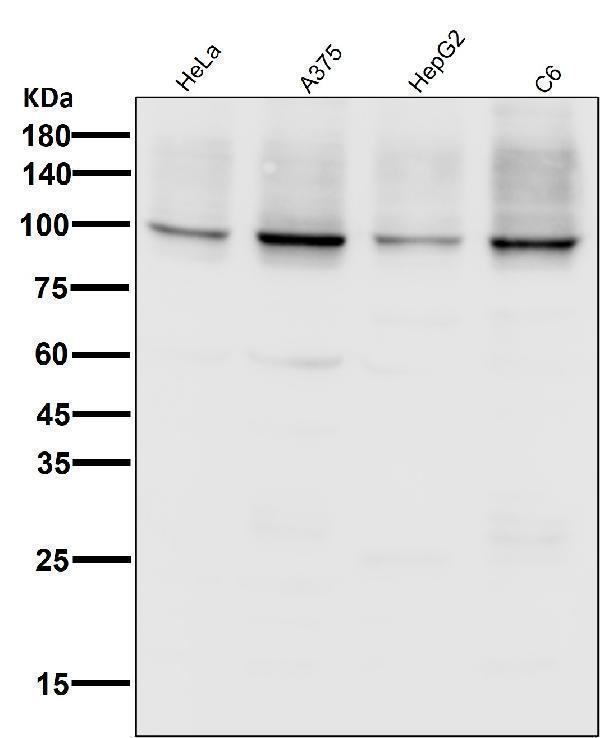 m00956 wb7