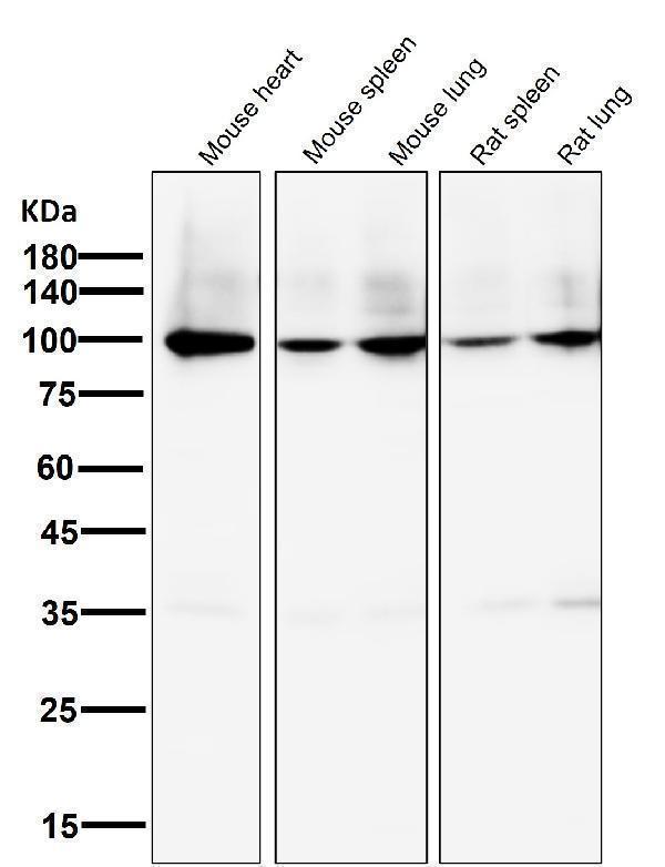 m00956 wb9