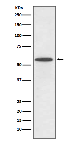 m00958 1 wb