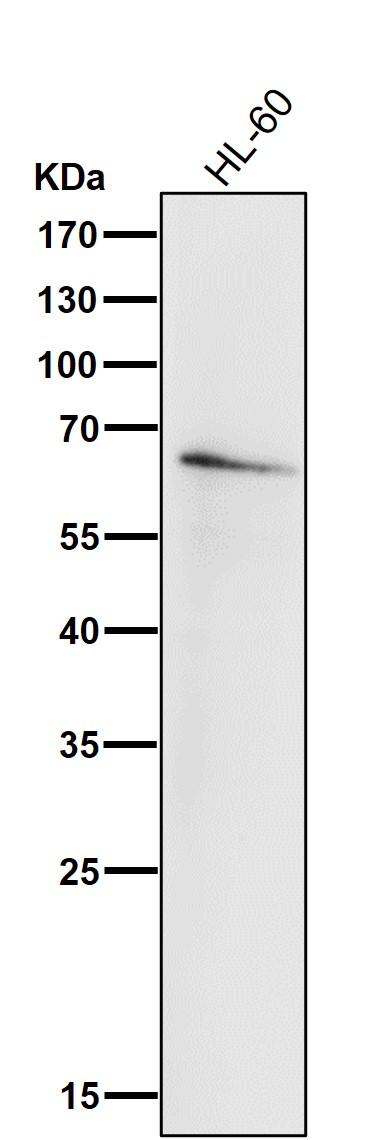 m00958 1 wb7