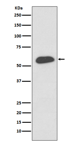 Western blot analysis of IRF5 expression in THP-1 cell lysate