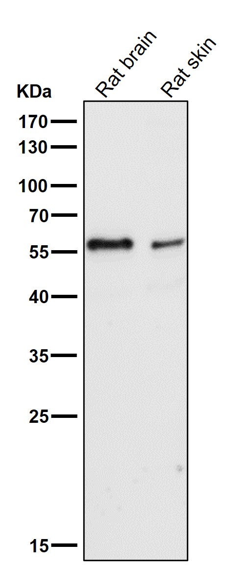 All lanes use the Antibody at 1:3K dilution for 1 hour at room temperature