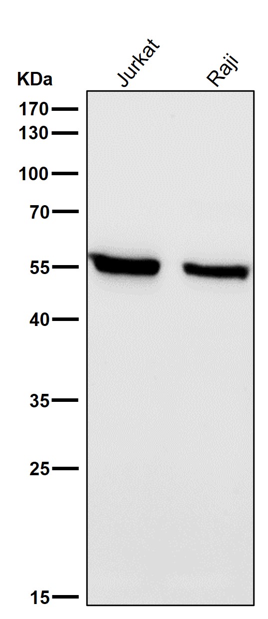 All lanes use the Antibody at 1:3K dilution for 1 hour at room temperature