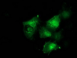 m00960 1 anti bcar1 mouse monoclonal antibody clone id oti1a9 if testing 9