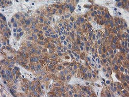 m00960 1 anti bcar1 mouse monoclonal antibody clone id oti1a9 ihc testing 4