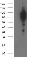 m00960 1 anti bcar1 mouse monoclonal antibody clone id oti1a9 wb testing 1