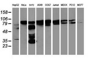 m00960 1 anti bcar1 mouse monoclonal antibody clone id oti1a9 wb testing 2