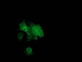 m00960 anti bcar1 mouse monoclonal antibody clone id oti1b1 if testing 11