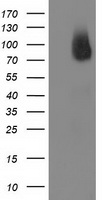 m00960 anti bcar1 mouse monoclonal antibody clone id oti1b1 wb testing 1
