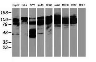 m00960 anti bcar1 mouse monoclonal antibody clone id oti1b1 wb testing 2