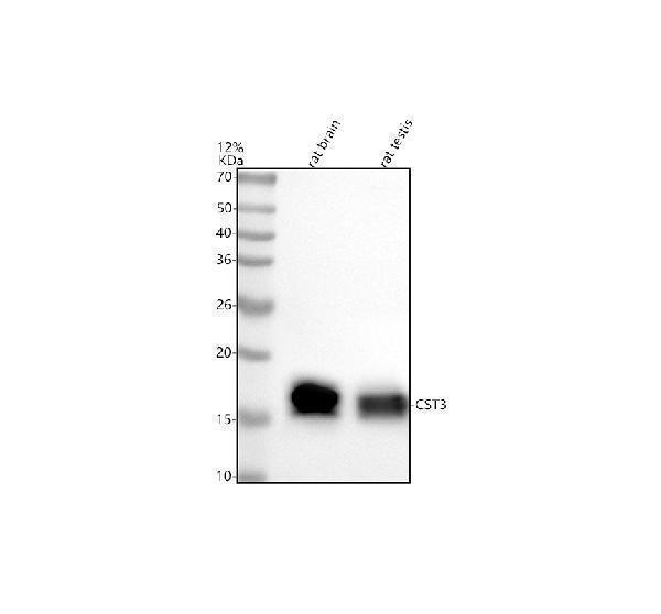 m00961 cst3 primary antibodies wb testing 1
