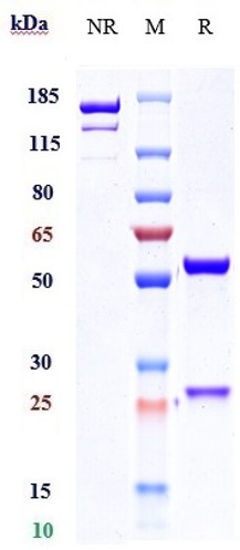 m00963 2 sds page