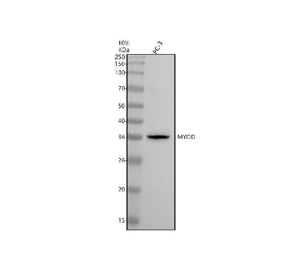 Western blot analysis of MYOD using anti-MYOD antibody (M00964-3)