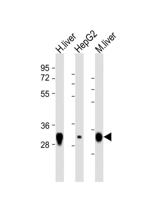 m00965 1 anti tst antibody c term wb testing 1